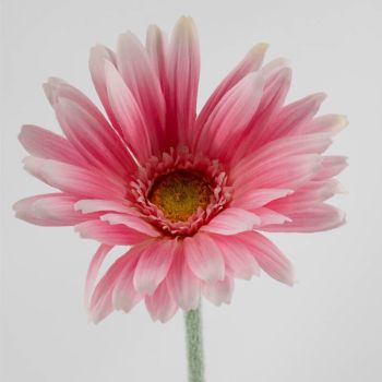 Kunstbloem Spaanse margriet roze
