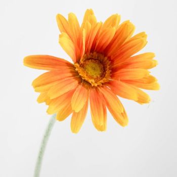 Kunstbloem Spaanse margriet oranje