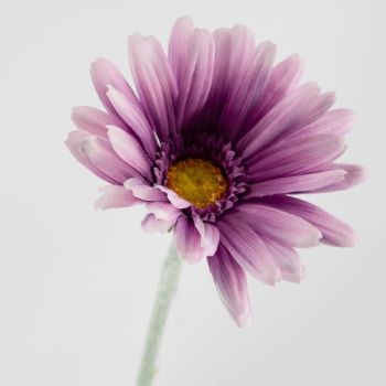 Kunstbloem Spaanse margriet paars