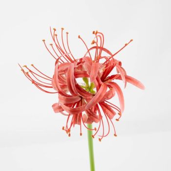 Kunstbloem real touch amaryllis koraal