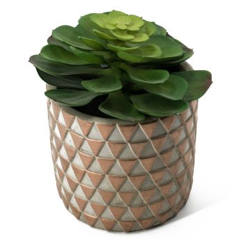 Vetplant kunst in potje