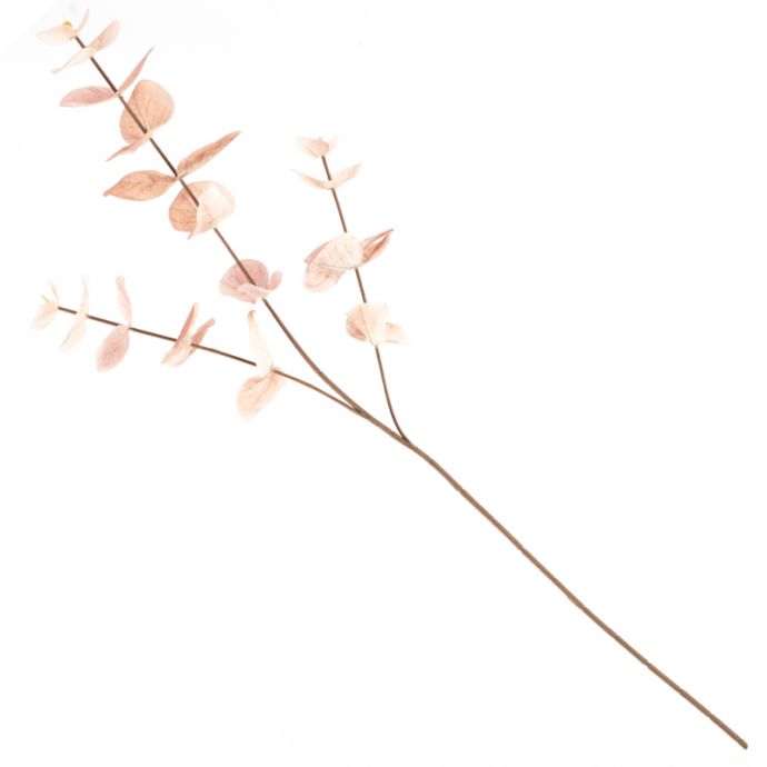 Eucalyptus tak roze