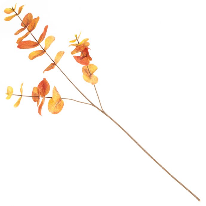 Eucalyptus tak oranje