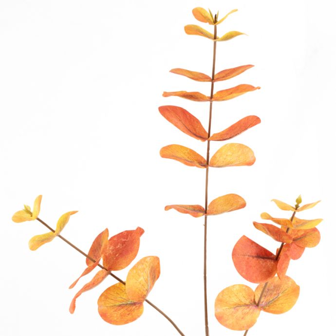 Eucalyptus tak oranje