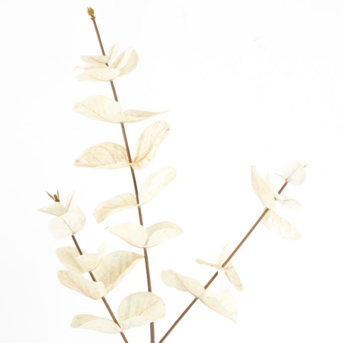 Eucalyptus tak beige