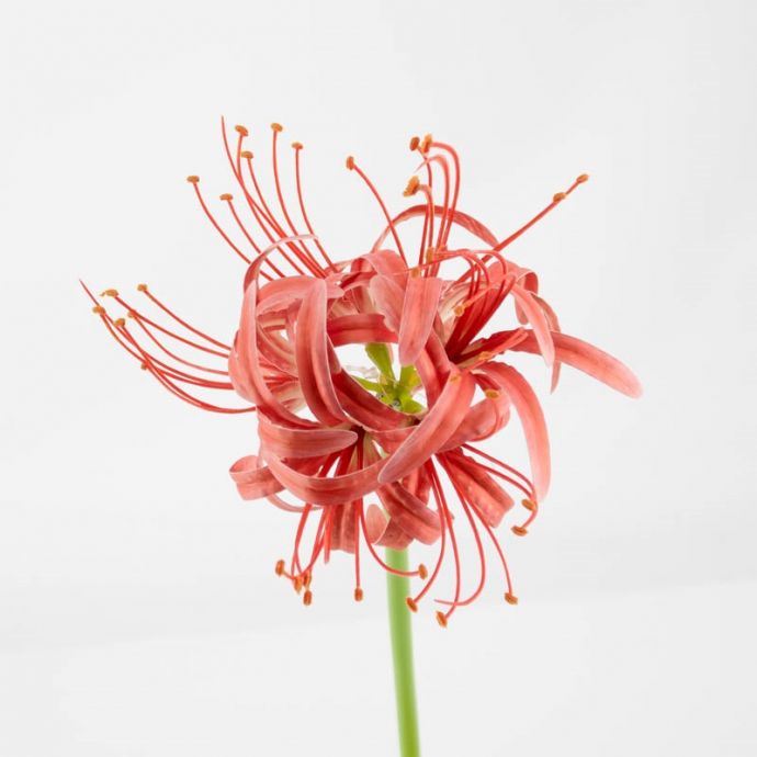Kunstbloem real touch amaryllis koraal
