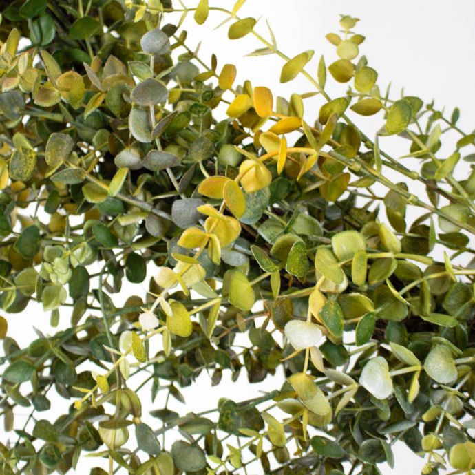 Eucalyptus krans