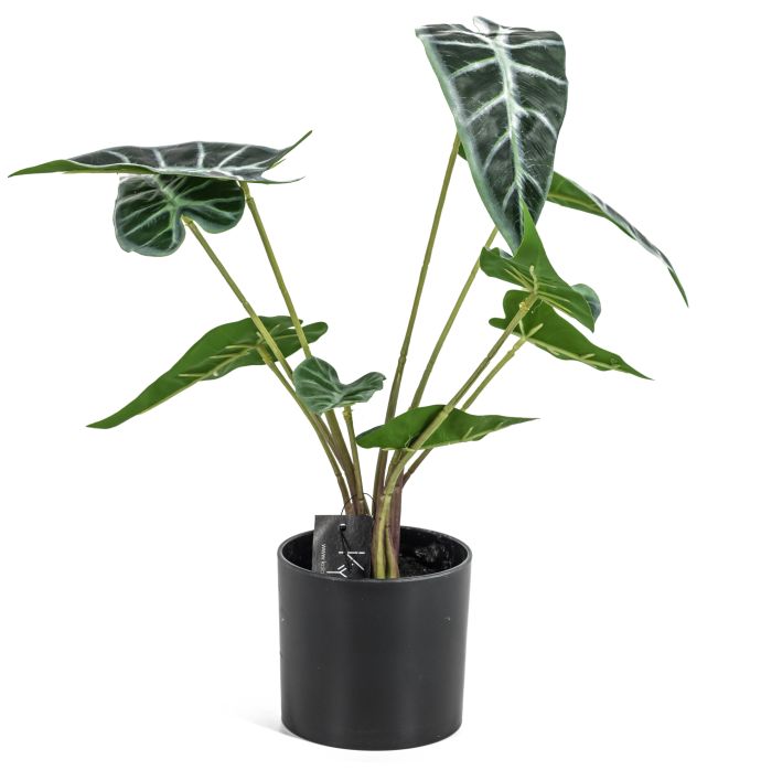 Caladium in pot