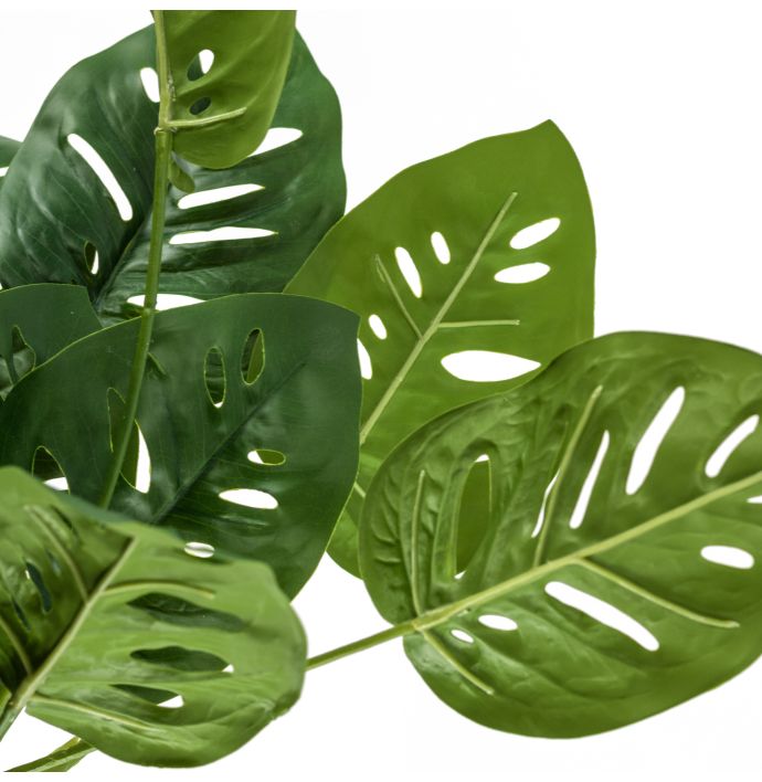 Monstera met wortel