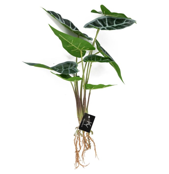 Caladium met wortel