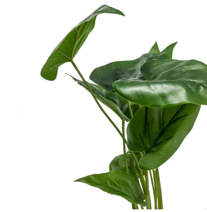 Flamingoplant met wortel
