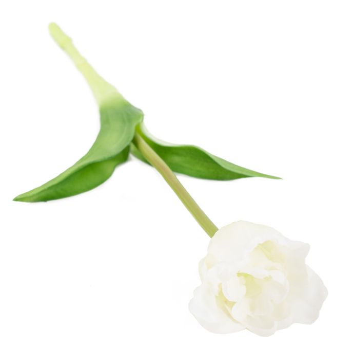 Kunst tulp open real touch wit