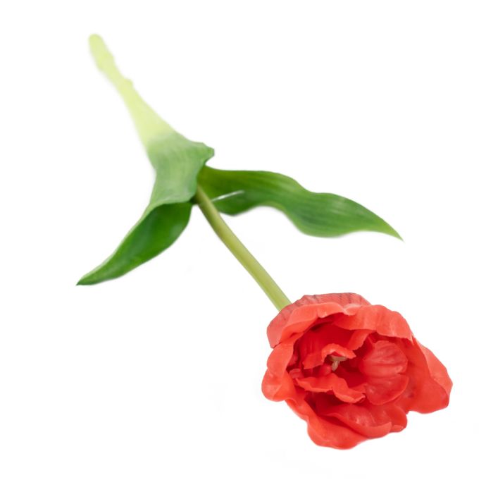 Kunst tulp open real touch rood