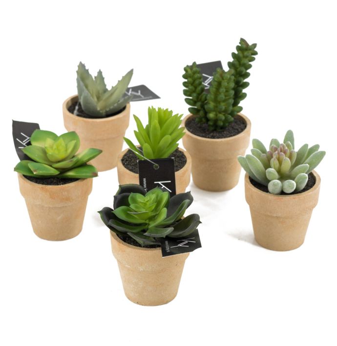 Cactus in potje