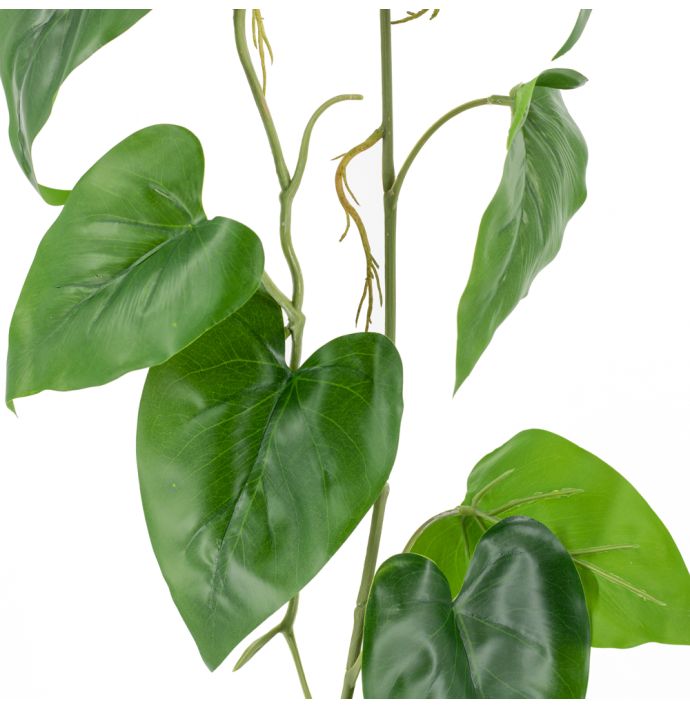 Flamingoplant hangend