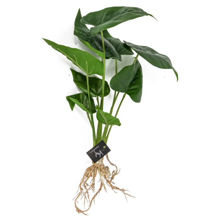 Flamingoplant met wortel