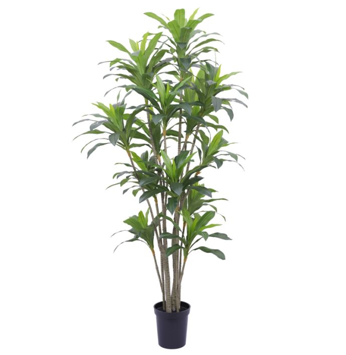 Kunstboom Dracaena real touch 250cm