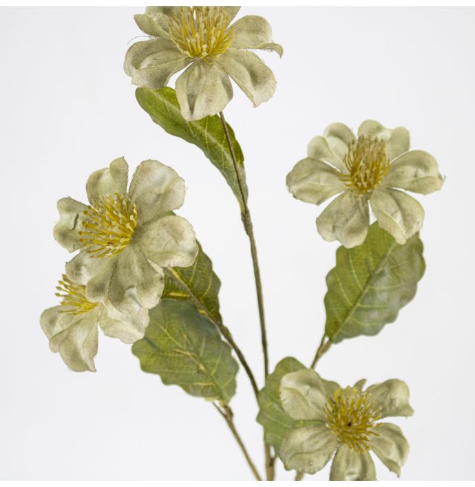 Helleboris groen