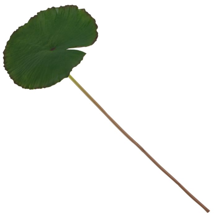 Kunsttak lotusblad 80cm