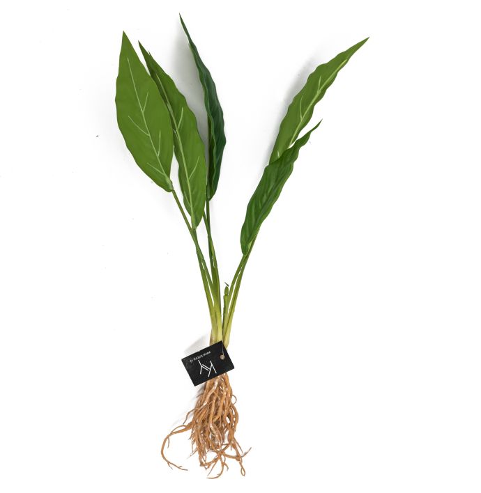 Flamingoplant met wortel