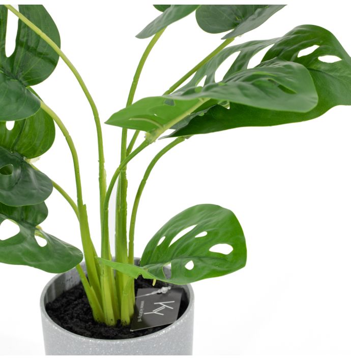 Monstera in pot