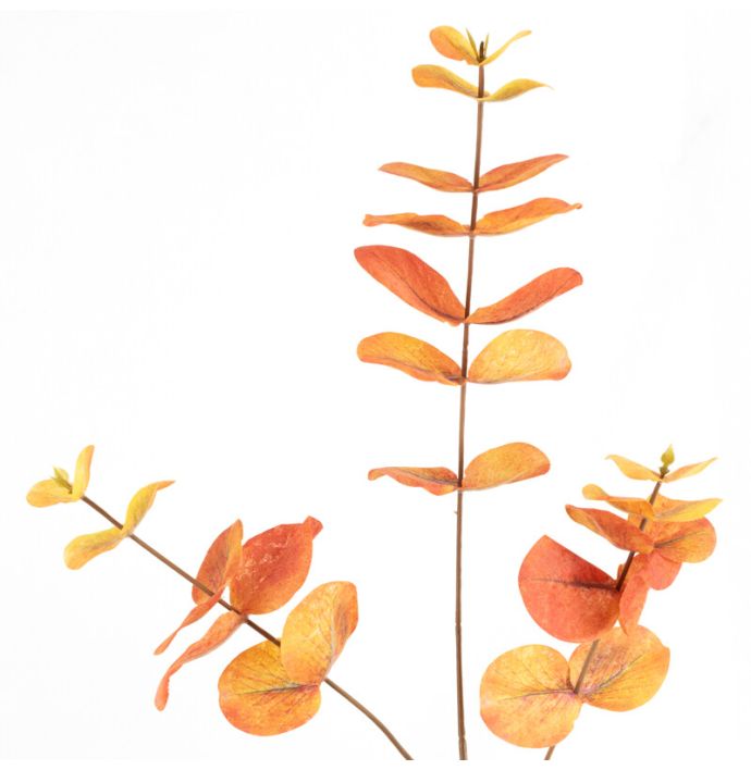 Eucalyptus tak oranje