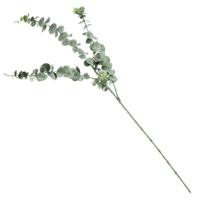 Eucalyptus tak groen