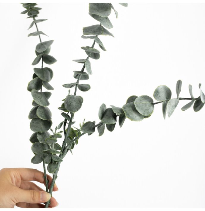 Eucalyptus tak groen