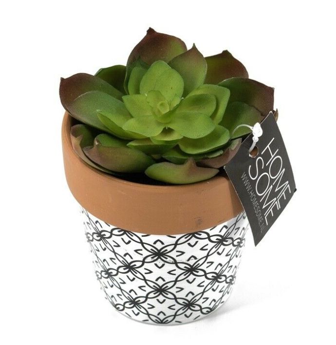 Vetplantje kunst in pot