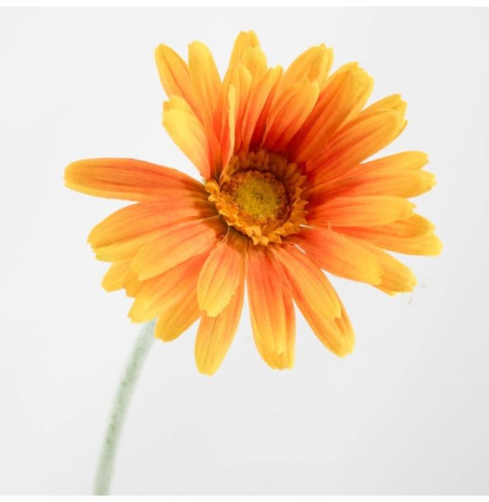 Kunstbloem Spaanse margriet oranje