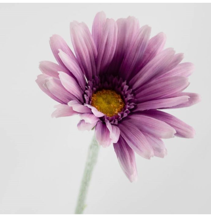 Kunstbloem Spaanse margriet paars