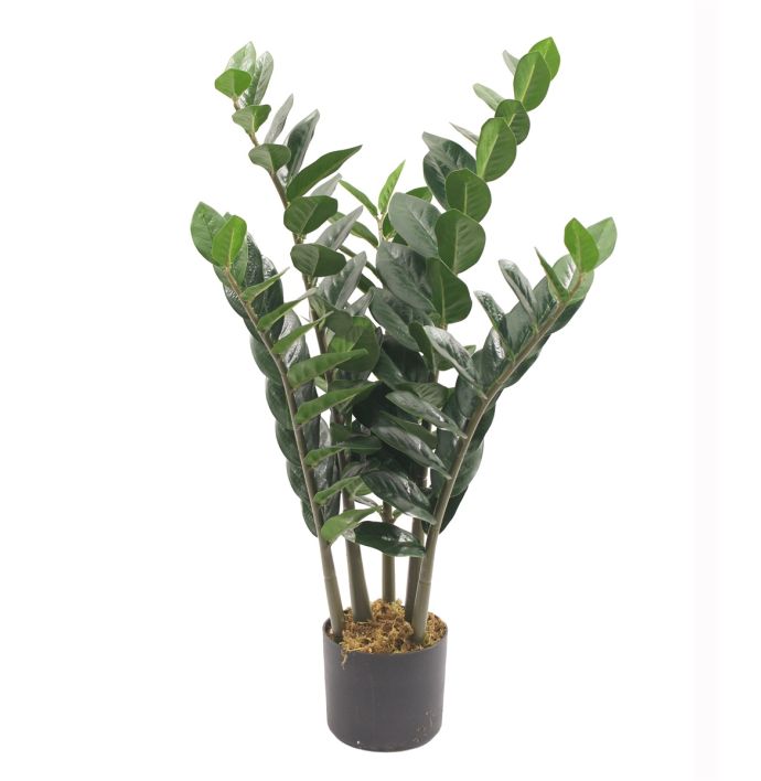 Kunstplant Zami Zamioculcas zamiifolia 80cm