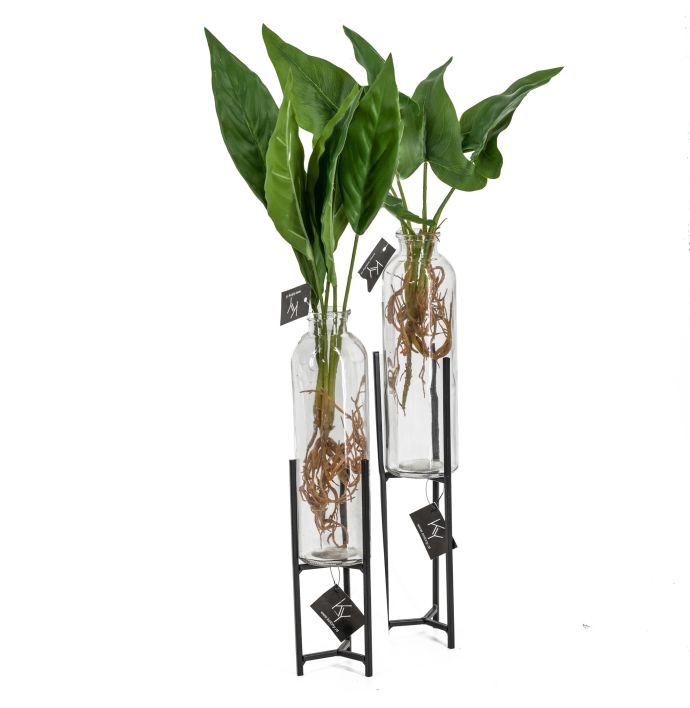 Flamingoplant met wortel