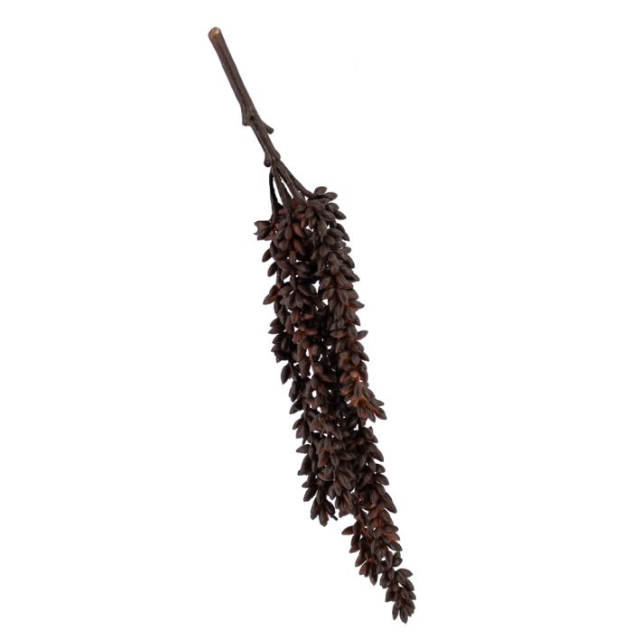 Erwten plant bruin