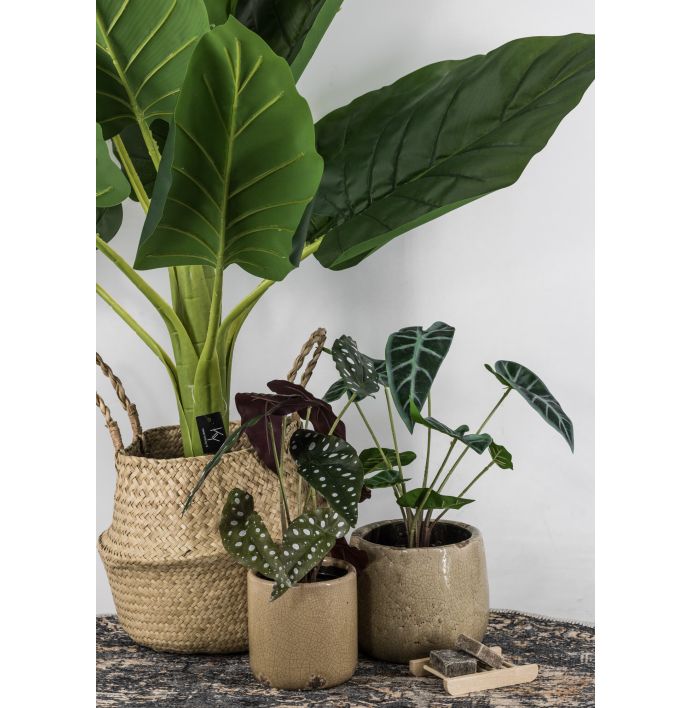 Olifantsoor in pot