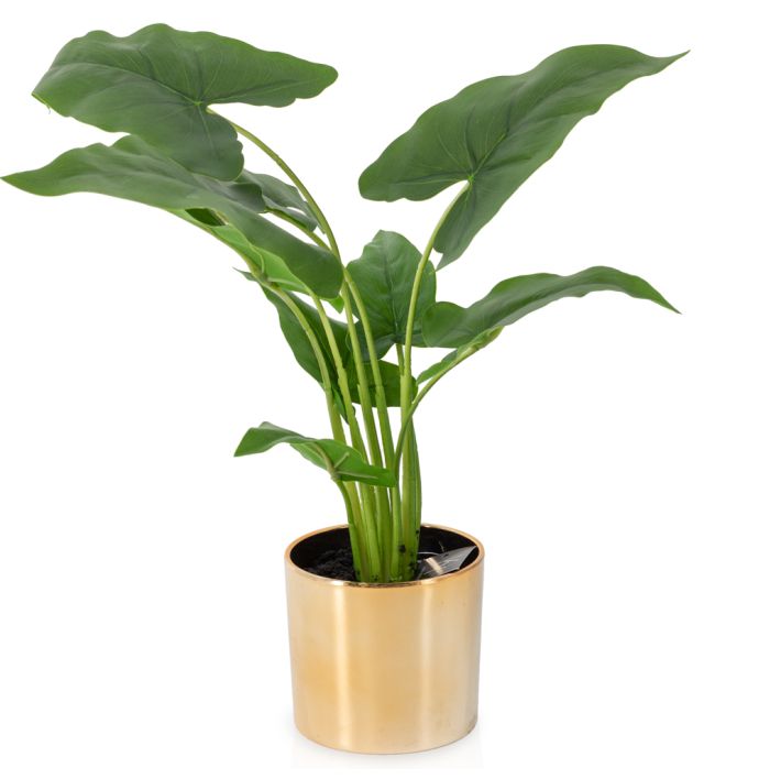 Monstera in pot