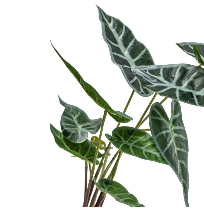 Caladium met wortel