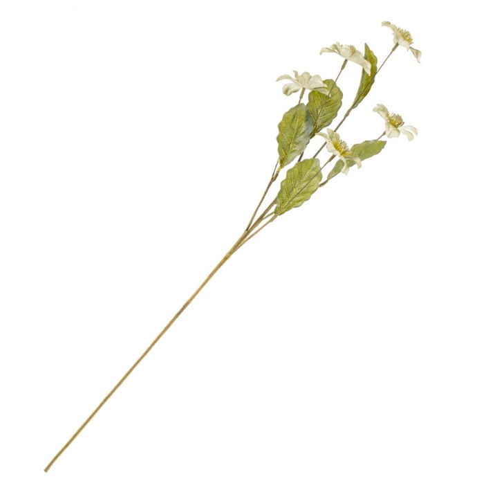 Helleboris groen wb