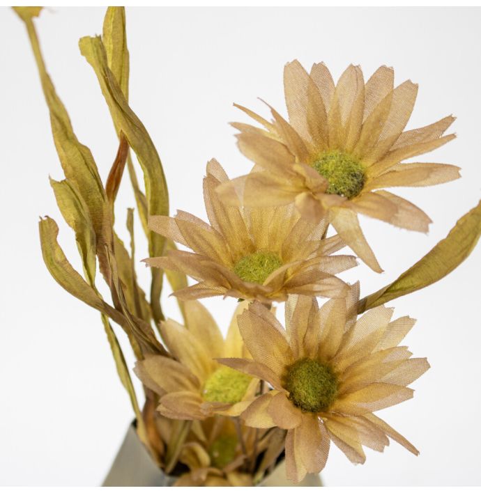 Gerbera bruin