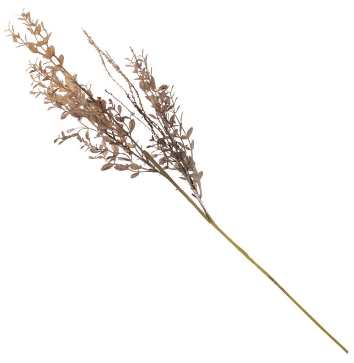 Ruscus zalm