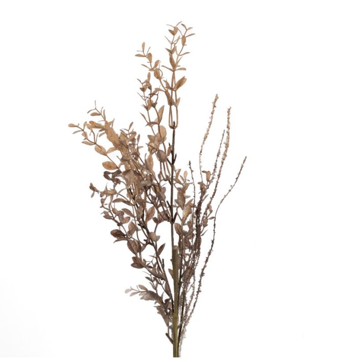 Ruscus zalm