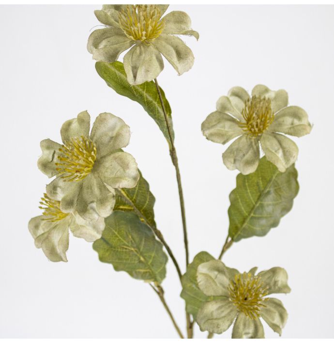 Helleboris groen wb