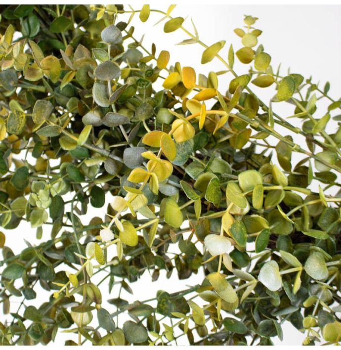 Eucalyptus krans 90cm