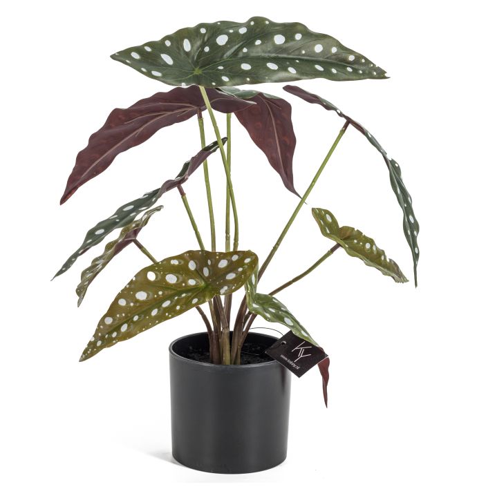 Olifantsoor in pot