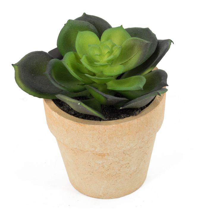 Vetplantje in potje