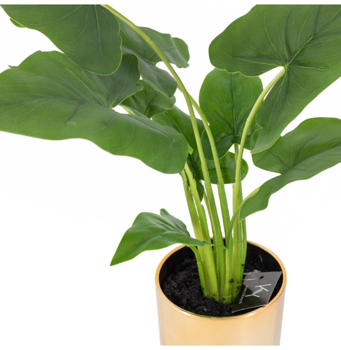 Monstera in pot