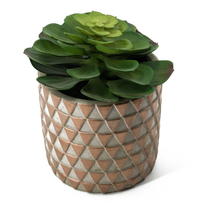 Vetplant kunst in potje