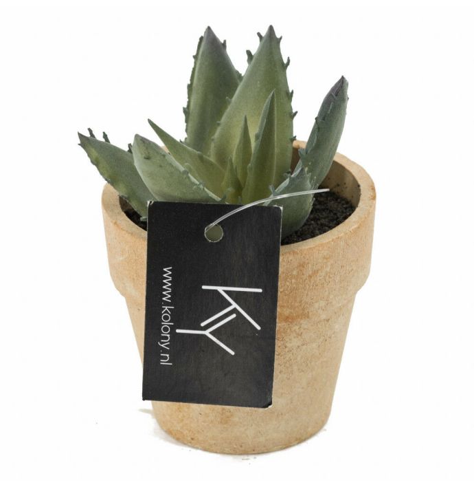 Vetplantje kunst in pot