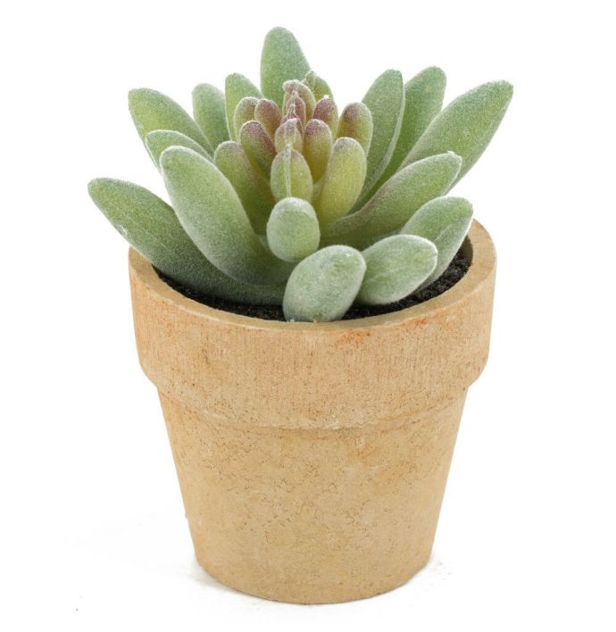 Vetplantje kunst in potje