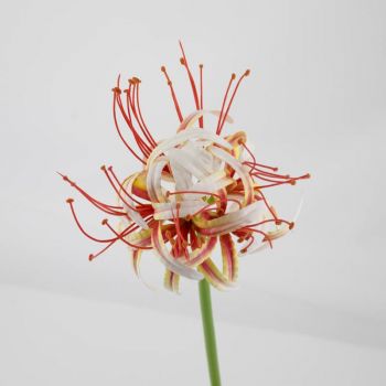 Kunstbloem real touch amaryllis roze